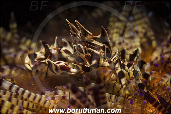 Lembeh strait, Sulawesi, Indonesia, Zebrida adamsii, Zebrida, Pilumnidae, Decapoda, Zebra Urchin Crab, Crab, Crustacea, Crustacean