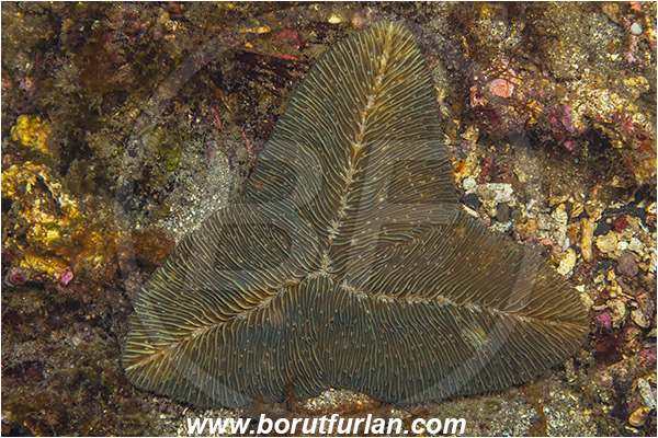 Lembeh, Sulawesi, Indonesia, Fungia sp., Fungia, Fungiidae, Mushroom coral, Coral, Anthozoa, Cnidaria, Cnidarian