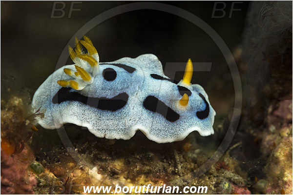 Lembeh strait, Sulawesi, Indonesia, Chromodoris dianae, Chromodoris, Chromodorididae, Diana