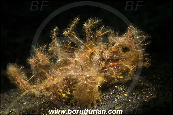 Lembeh strait, Sulawesi, Indonesia, Pteroidichthys amboinensis, Pteroidichthys, Scorpaenidae, Ambon scorpionfish, Scorpionfish, Fish