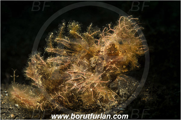 Lembeh strait, Sulawesi, Indonesia, Pteroidichthys amboinensis, Pteroidichthys, Scorpaenidae, Ambon scorpionfish, Scorpionfish, Fish