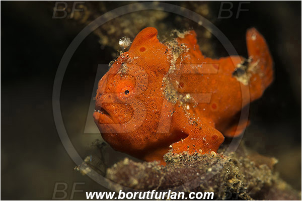 Lembeh strait, Sulawesi, Indonesia, Antennarius pictus, Antennarius, Antennariidae, Painted frogfish, Frogfish, Fish, Juvenile