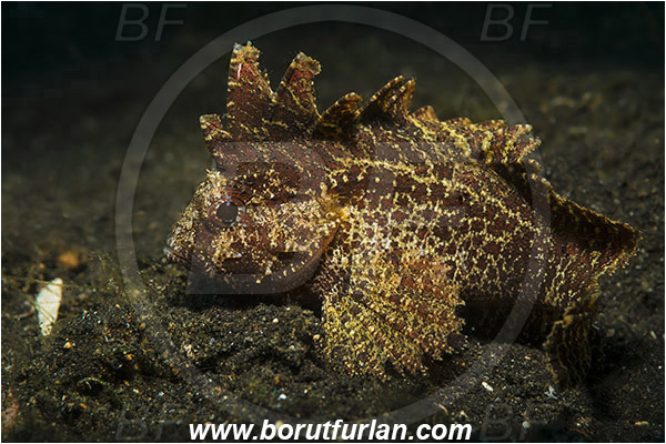 Lembeh strait, Sulawesi, Indonesia, Paracentropogon longispinis, Paracentropogon, Tetrarogidae, Wispy waspfish, Waspfish, Fish
