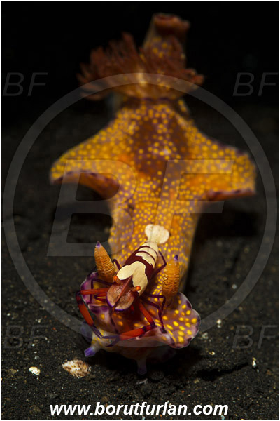 Lembeh strait, Sulawesi, Indonesia, Ceratosoma tenue, Ceratosoma, Chromodorididae, Kangaroo Nudibranch, Red T-Bar Nudibranch, Nudibranch, Sea slug, Mollusca, Mollusc, Periclimenes imperator, Periclimenes, Palaemonidae, Decapoda, Emperor Shrimp, Shrimp, Crustacea, Crustacean