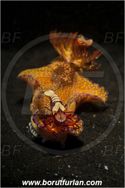 Lembeh strait, Sulawesi, Indonesia, Ceratosoma tenue, Ceratosoma, Chromodorididae, Kangaroo Nudibranch, Red T-Bar Nudibranch, Nudibranch, Sea slug, Mollusca, Mollusc, Periclimenes imperator, Periclimenes, Palaemonidae, Decapoda, Emperor Shrimp, Shrimp, Crustacea, Crustacean