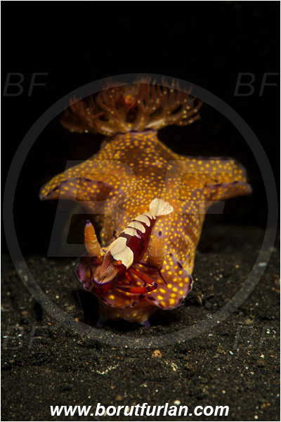 Lembeh strait, Sulawesi, Indonesia, Ceratosoma tenue, Ceratosoma, Chromodorididae, Kangaroo Nudibranch, Red T-Bar Nudibranch, Nudibranch, Sea slug, Mollusca, Mollusc, Periclimenes imperator, Periclimenes, Palaemonidae, Decapoda, Emperor Shrimp, Shrimp, Crustacea, Crustacean