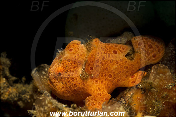 Lembeh strait, Sulawesi, Indonesia, Antennarius pictus, Antennarius, Antennariidae, Painted frogfish, Frogfish, Fish