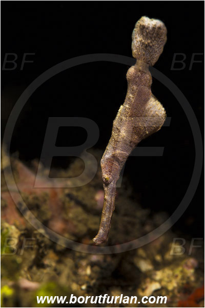 Lembeh strait, Sulawesi, Indonesia, Solenostomus sp., Solenostomus, Solenostomidae, Velvet Ghost Pipefish, Ghost Pipefish, Fish