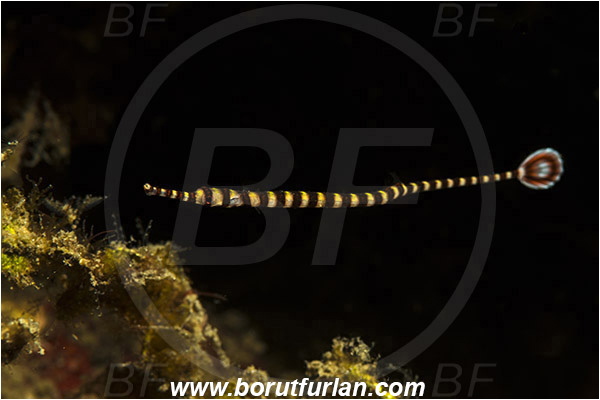 Lembeh strait, Sulawesi, Indonesia, Dunckerocampus dactyliophorus, Dunckerocampus, Syngnathidae, Banded Pipefish, Pipefish, Fish