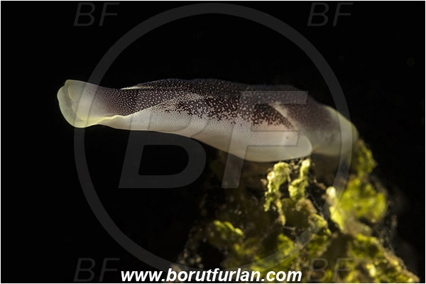 Lembeh strait, Sulawesi, Indonesia, Chelidonura amoena, Chelidonura, Aglajidae, Headshield slug, Nudibranch, Sea slug, Gastropoda, Mollusca, Mollusc