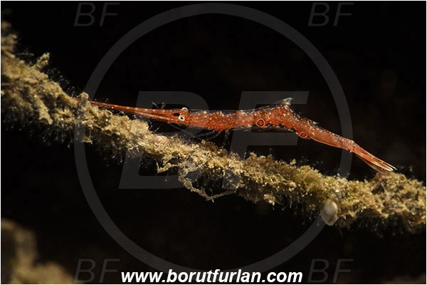 Lembeh strait, Sulawesi, Indonesia, Tozeuma sp., Tozeuma, Hippolytidae, Decapoda, Red Sawblade Shrimp, Shrimp, Crustacea, Crustacean