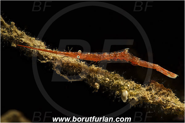 Lembeh strait, Sulawesi, Indonesia, Tozeuma sp., Tozeuma, Hippolytidae, Decapoda, Red Sawblade Shrimp, Shrimp, Crustacea, Crustacean