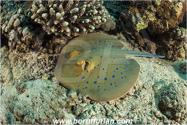 Marsa Shagra, Marsa Alam, Egypt, Red sea, Taeniura lymma, Taeniura, Dasyatidae, Elasmobranchii, Bluespotted ribbontail ray, Blue spotted stingray, Stingray, Reef