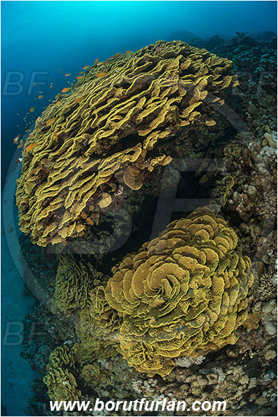 Marsa Shagra, Marsa Alam, Egypt, Red sea, Turbinaria reniformis, Turbinaria, Dendrophylliidae, Anthozoa, Cnidaria, Cnidarian, Yellow Waver Coral, Yellow Scroll Coral, Coral, Reef
