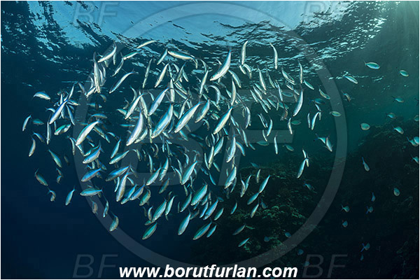 Marsa Shagra, Marsa Alam, Egypt, Red sea, Caesio striata, Caesio, Caesionidae, Striated Fusilier, Fusilier, Fish, Fish school, Reef