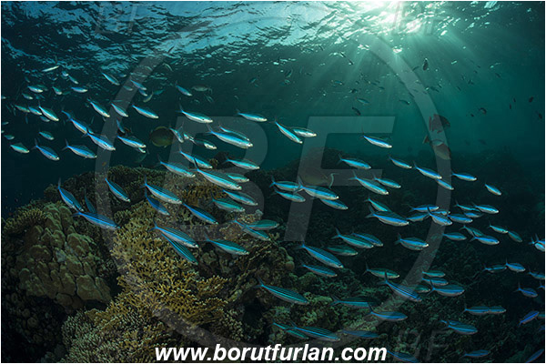 Marsa Shagra, Marsa Alam, Egypt, Red sea, Caesio striata, Caesio, Caesionidae, Striated Fusilier, Fusilier, Fish, Fish school, Reef