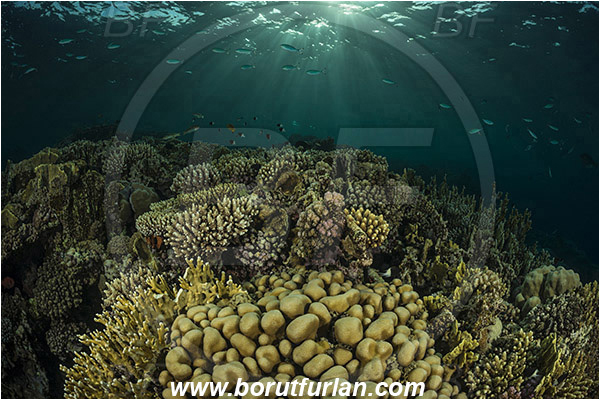 Marsa Shagra, Marsa Alam, Egypt, Red sea, Porites nodifera, Porites, Poritidae, Anthozoa, Cnidaria, Cnidarian, Dome Coral, Coral, Reef, Acropora sp., Acropora, Acroporidae