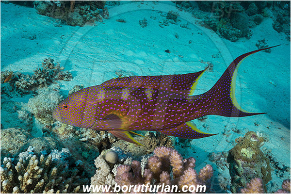 Marsa Shagra, Marsa Alam, Egypt, Red sea, Variola louti, Variola, Serranidae, Yellow-edged lyretail, Lyretail grouper, Moon grouper, Grouper, Fish