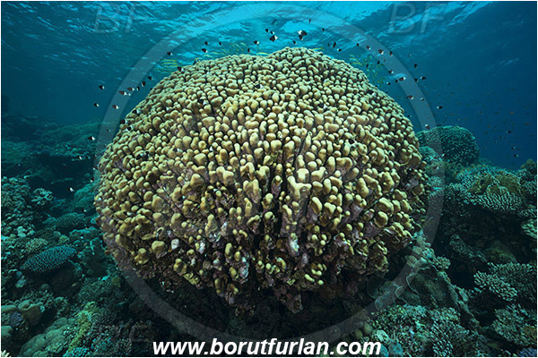 Marsa Shagra, Marsa Alam, Egypt, Red sea, Porites nodifera, Porites, Poritidae, Anthozoa, Cnidaria, Cnidarian, Dome Coral, Coral, Reef