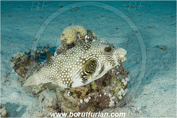 Marsa Shagra, Marsa Alam, Egypt, Red sea, Arothron hispidus, Arothron, Tetraodontidae, White-spotted puffer, Puffer, Fish