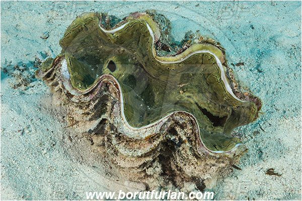 Marsa Shagra, Marsa Alam, Egypt, Red sea, Tridacna quamosa, Tridacna, Cardiidae, Bivalvia, Mollusca, Mollusc, Fluted giant clam, Clam, Shell