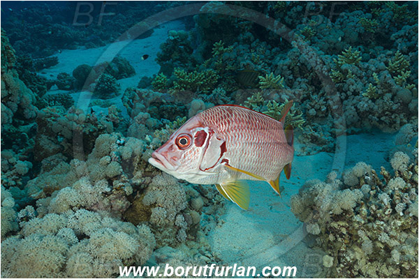 Marsa Shagra, Marsa Alam, Egypt, Red sea, Sargocentron spiniferum, Sargocentron, Holocentridae, Sabre Squirrelfish, Longjaw Squirrelfish, Squirrelfish, Fish, Reef