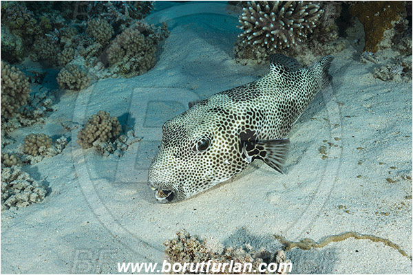 Marsa Shagra, Marsa Alam, Egypt, Red sea, Arothron stellatus, Arothron, Tetraodontidae, Stellate puffer, Puffer, Fish, Reef