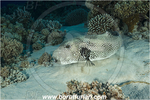 Marsa Shagra, Marsa Alam, Egypt, Red sea, Arothron stellatus, Arothron, Tetraodontidae, Stellate puffer, Puffer, Fish, Reef