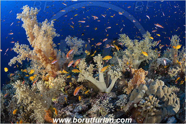 Elphinstone reef, Marsa Alam, Egypt, Red sea, Dendronephthya sp., Dendronephthya, Nephtheidae, Soft coral, Coral, Anthozoa, Cnidaria, Cnidarian, Reef, Pseudanthias squamipinnis, Pseudanthias, Serranidae, Lyretail Anthias, Sea goldie, Anthias, Fish, Fish school