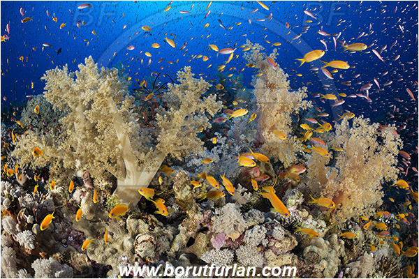 Elphinstone reef, Marsa Alam, Egypt, Red sea, Dendronephthya sp., Dendronephthya, Nephtheidae, Soft coral, Coral, Anthozoa, Cnidaria, Cnidarian, Reef, Pseudanthias squamipinnis, Pseudanthias, Serranidae, Lyretail Anthias, Sea goldie, Anthias, Fish, Fish school