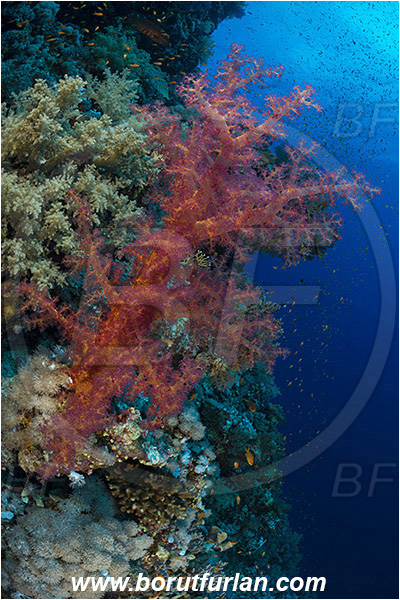 Elphinstone reef, Marsa Alam, Egypt, Red sea, Dendronephthya sp., Dendronephthya, Nephtheidae, Soft coral, Coral, Anthozoa, Cnidaria, Cnidarian, Reef
