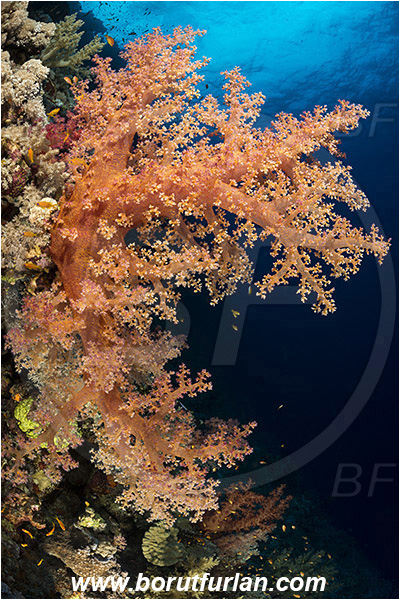 Elphinstone reef, Marsa Alam, Egypt, Red sea, Dendronephthya sp., Dendronephthya, Nephtheidae, Soft coral, Coral, Anthozoa, Cnidaria, Cnidarian, Reef