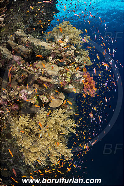 Elphinstone reef, Marsa Alam, Egypt, Red sea, Dendronephthya sp., Dendronephthya, Nephtheidae, Soft coral, Coral, Anthozoa, Cnidaria, Cnidarian, Reef, Pseudanthias squamipinnis, Pseudanthias, Serranidae, Lyretail Anthias, Sea goldie, Anthias, Fish, Fish school