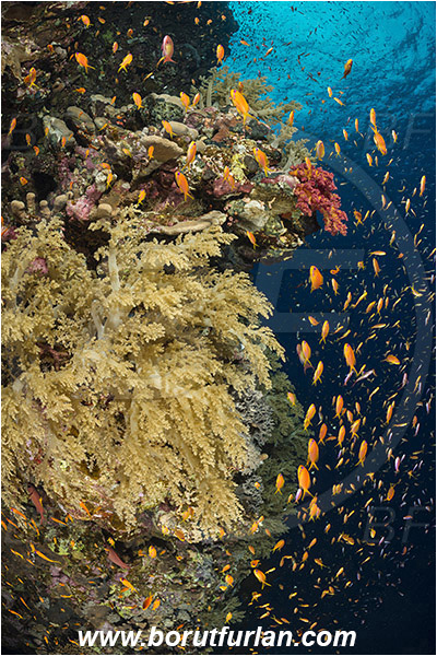 Elphinstone reef, Marsa Alam, Egypt, Red sea, Dendronephthya sp., Dendronephthya, Nephtheidae, Soft coral, Coral, Anthozoa, Cnidaria, Cnidarian, Reef, Pseudanthias squamipinnis, Pseudanthias, Serranidae, Lyretail Anthias, Sea goldie, Anthias, Fish, Fish school