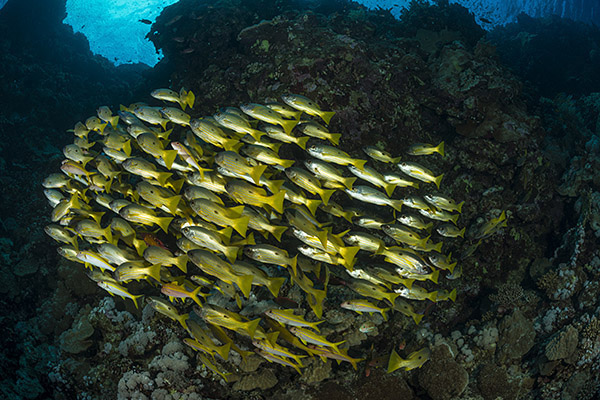 Elphinstone reef, Marsa Alam, Egypt, Red sea, Lutjanus ehrenbergii, Lutjanus, Lutjanidae, Blackspot snapper, Snapper, Fish, Fish school, Reef