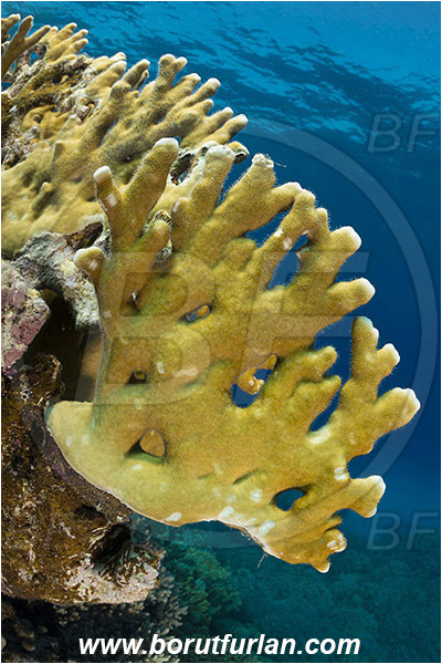 Marsa Alam, Marsa Shagra, Egypt, Red sea, Millepora dichotoma, Millepora, Milleporidae, Hydrozoa, Cnidaria, Cnidarian, Net fire coral, Fire coral, Reef