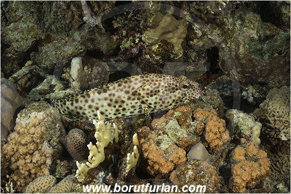 Marsa Shagra, Marsa Alam, Egypt, Red sea, Epinephelus tauvina, Epinephelus, Serranidae, Greasy grouper, Grouper, Fish