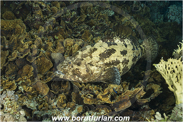 Marsa Shagra, Marsa Alam, Egypt, Red sea, Epinephelus fuscoguttatus, Epinephelus, Serranidae, Brown-marbled grouper, Grouper, Fish, Reef