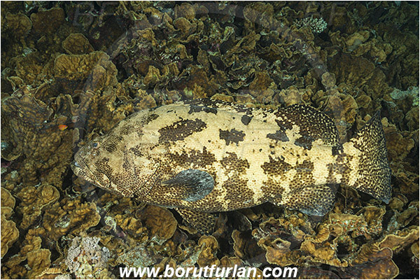Marsa Shagra, Marsa Alam, Egypt, Red sea, Epinephelus fuscoguttatus, Epinephelus, Serranidae, Brown-marbled grouper, Grouper, Fish, Reef