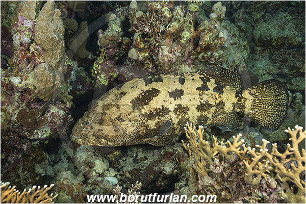 Marsa Shagra, Marsa Alam, Egypt, Red sea, Epinephelus fuscoguttatus, Epinephelus, Serranidae, Brown-marbled grouper, Grouper, Fish, Reef