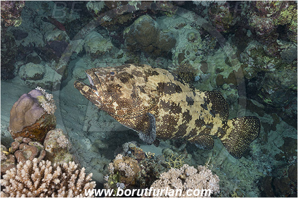 Marsa Shagra, Marsa Alam, Egypt, Red sea, Epinephelus fuscoguttatus, Epinephelus, Serranidae, Brown-marbled grouper, Grouper, Fish, Reef