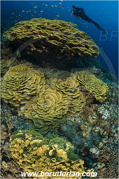 Marsa Shagra, Marsa Alam, Egypt, Red sea, Turbinaria reniformis, Turbinaria, Dendrophylliidae, Anthozoa, Cnidaria, Cnidarian, Yellow Waver Coral, Yellow Scroll Coral, Coral, Reef, Diver