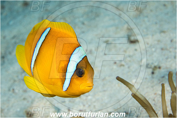 Marsa Shagra, Marsa Alam, Egypt, Red sea, Amphiprion bicinctus, Amphiprion, Pomacentridae, Red Sea Anemonefish, Anemonefish, Red sea Clownfish, Clownfish, Fish