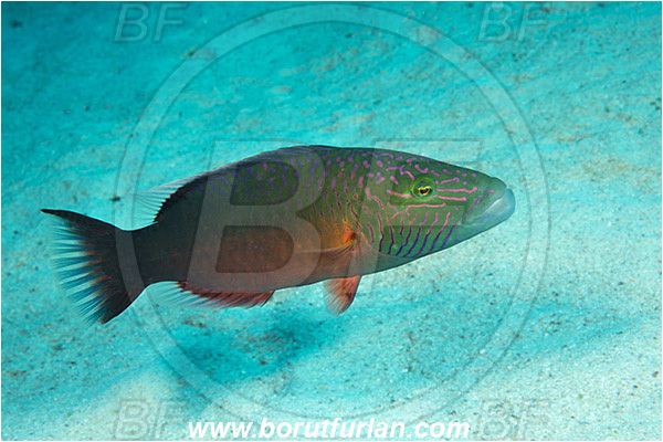 Marsa Shagra, Marsa Alam, Egypt, Red sea, Oxycheilinus digramma, Oxycheilinus, Labridae, Cheeklined wrasse, Wrasse, Fish