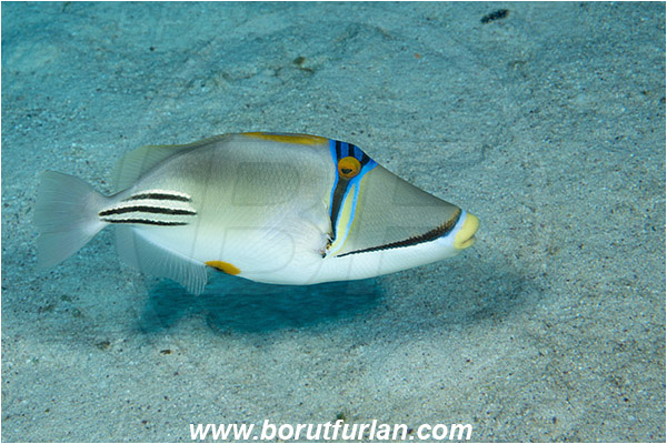 Marsa Shagra, Marsa Alam, Egypt, Red sea, Rhinecanthus assasi, Rhinecanthus, Balistidae, Picasso triggerfish, Triggerfish, Fish