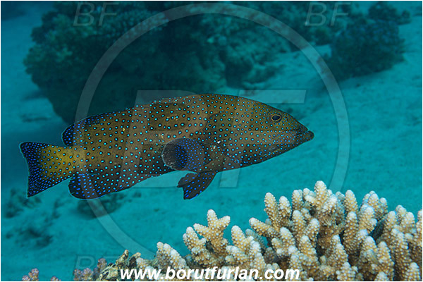 Marsa Shagra, Marsa Alam, Egypt, Red sea, Cephalopholis argus, Cephalopholis, Serranidae, Peacock grouper, Grouper, Fish