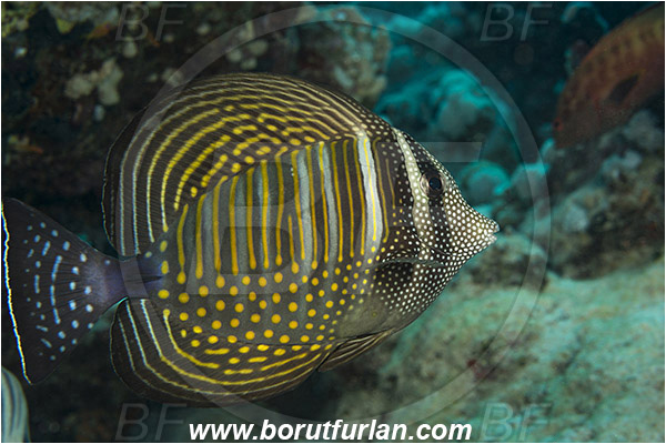 Marsa Shagra, Marsa Alam, Egypt, Red sea, Zebrasoma desjardinii, Zebrasoma, Acanthuridae, Sailfin Tang, Surgeonfish, Fish