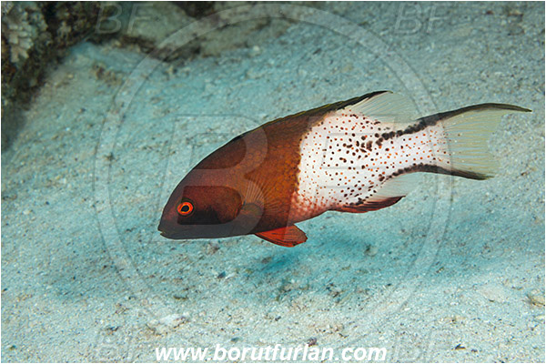 Marsa Shagra, Marsa Alam, Egypt, Red sea, Bodianus anthioides, Bodianus, Labridae, Lyretail Hogfish, Hogfish, Fish, Wrasse