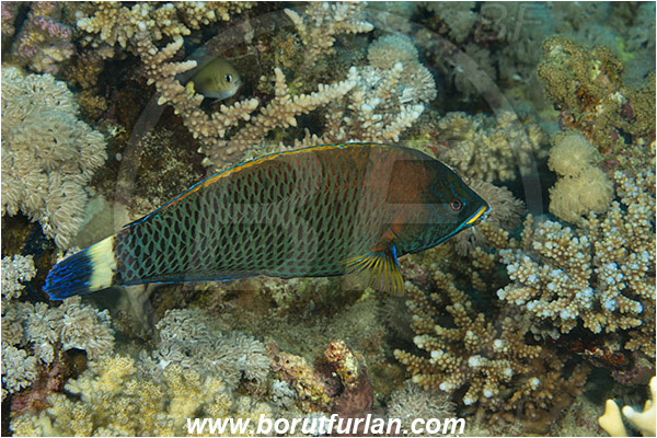 Marsa Shagra, Marsa Alam, Egypt, Red sea, Pseudodax moluccanus, Pseudodax, Labridae, Chiseltooth Wrasse, Female, Wrasse, Fish