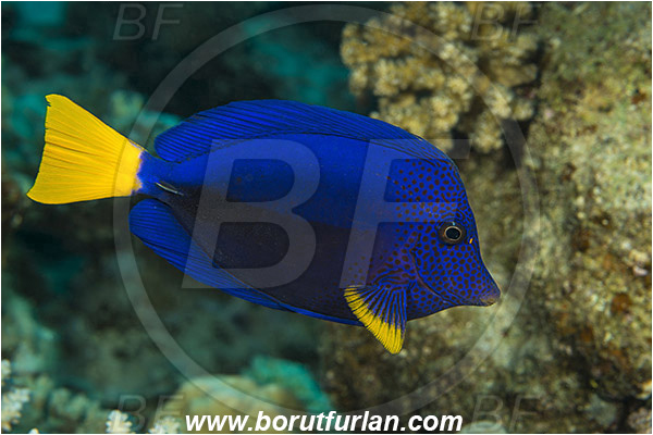 Marsa Shagra, Marsa Alam, Egypt, Red sea, Zebrasoma xanthurum, Zebrasoma, Acanthuridae, Yellowtail Tang, Surgeonfish, Fish